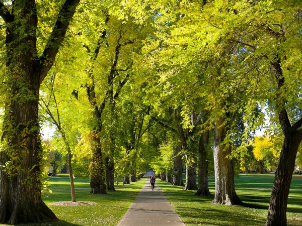 A students strolls through the Oval on the Colorado State campus in Fort Collins.