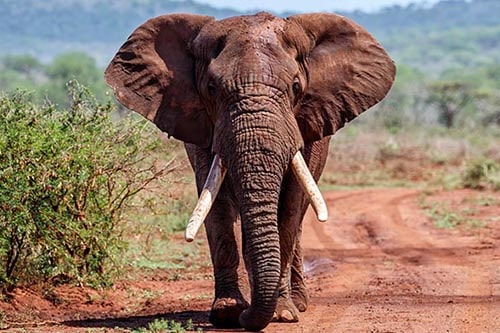 An elephant walks down a dusty road