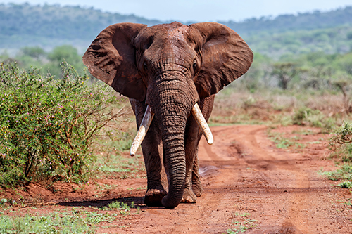 An elephant walks down a dusty road