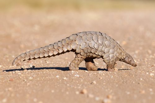Pangolin